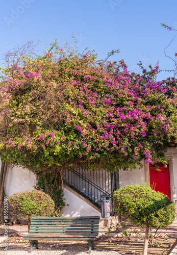 A blooming magenta bougainvillea tree creates a natural canopy over a weathered green wooden bench in a quiet Lisbon square. Traditional Portuguese white architecture and a red door provide a charming