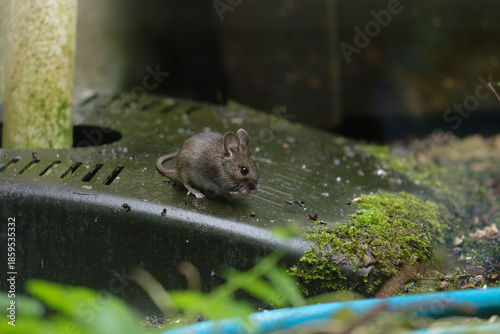 Tableau sur toile Mouse on a drain cover eating seeds