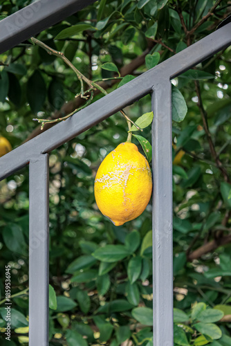 Wallpaper Mural Bright yellow lemon hanging on a tree branch near a metal fence in winter, captured in December. The vibrant fruit contrasts with the green leaves and urban structure, evoking freshness Torontodigital.ca