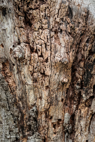 Wallpaper Mural Old decaying tree bark photographed in Imereti, Georgia. Detailed texture with cracks, cavities and weathering — natural pattern from a subtropical forest environment Torontodigital.ca
