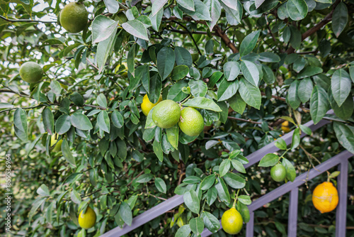 Wallpaper Mural Unripe and ripening lemons growing on a tree in December in Imereti, Georgia. Subtropical winter garden with citrus fruits surrounded by lush green leaves and a rustic metal fence Torontodigital.ca