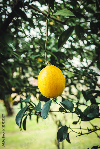 Wallpaper Mural A single yellow lemon hanging delicately from a thin branch, surrounded by green leaves and soft bokeh. A symbol of simplicity, freshness, and natural beauty Torontodigital.ca