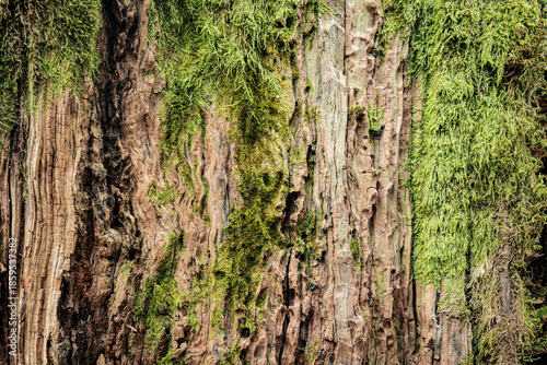 Wallpaper Mural Close-up of tree bark covered with green moss. Natural forest texture with rich organic patterns, perfect for backgrounds or eco-themed design Torontodigital.ca