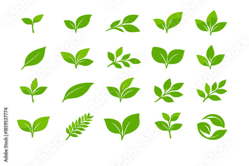 Green leaves on a blurred green background