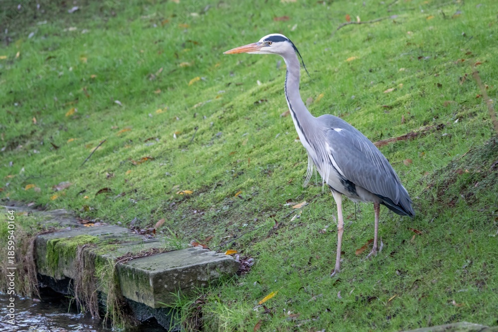Fototapeta premium grey heron ardea cinerea perched by the River Itchen Hampshire England