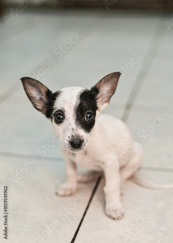 little mongrel dog. Small puppy sits alone on a cold tiled floor in an animal shelter. little puppy waits hopefully, a vulnerable shelter puppy needing a home.