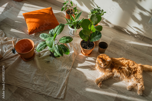 Ginger cat lounging among potted houseplants, terracotta pot and gardening tools on a protective cloth, sunlit light-wood floor evoking cozy indoor repotting and relaxation
