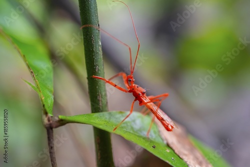 Red predatory bug, Costa Rica