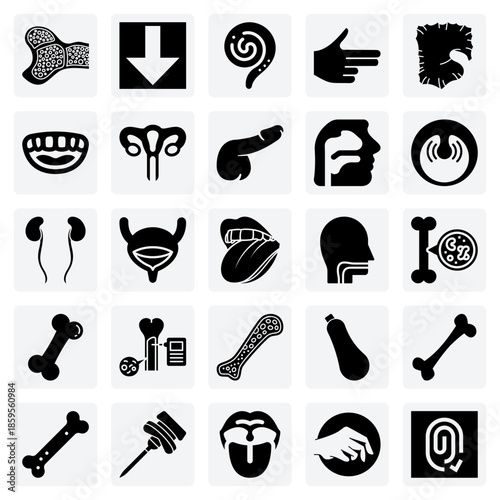 Medical And Anatomical Representations – A Detailed View Of Human Organs For Science And Healthcare Projects