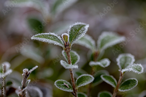 frost on the leaves