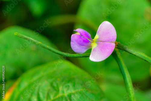 The bean sprouts in the field bloom with beautiful flowers, and the bean flowers are close-up