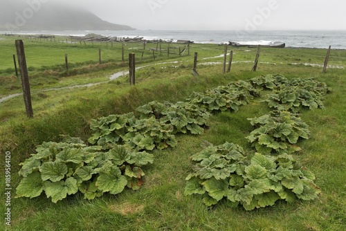 Rhubarb (Rheum rhabarbarum), common rhubarb, also known as vegetable rhubarb or curly rhubarb, Strandir, Árnes, Westfjords, Iceland