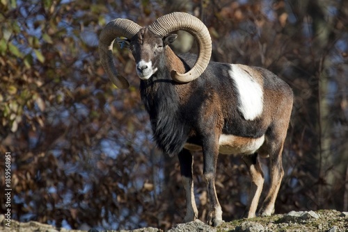 Mouflon (Ovis gmelini), captive, Baden-Württemberg, Germany