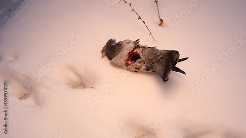 Dead pigeon lying on snow with visible cat paw prints nearby. The scene documents natural predation and urban wildlife behavior during winter in a city environment. Ideal for documentary and nature. 