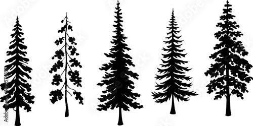 Silhouettes of coniferous trees against a white background nature s simple beauty