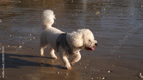 A small, white, curly-haired dog walks along the wet sand of an Atlantic beach in France at low tide