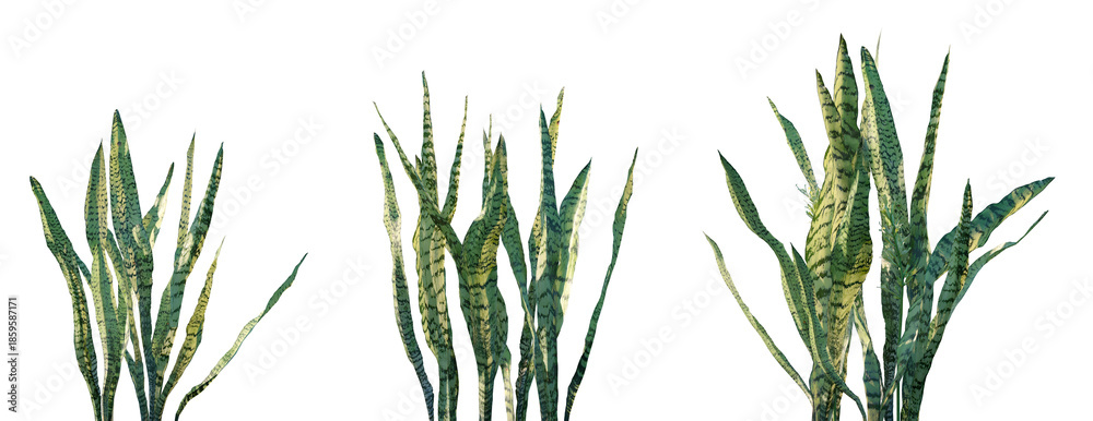 Obraz premium Set of Sansevieria trifasciata (known as the Snake Plant or Mother-in-Law's Tongue) frontal isolated png on a transparent background perfectly cutout high resolution
