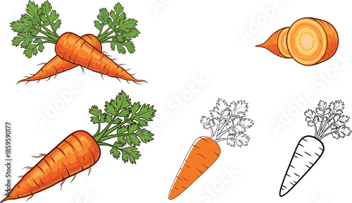 Cute carrot illustrations collection with whole, sliced vegetables and bunny character isolated on white background hand drawn vector set