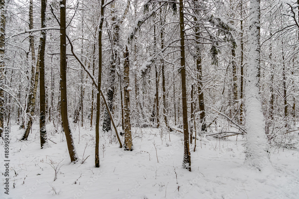 Ταπετσαρία snow-covered winter forest, bare trees in frosty landscape