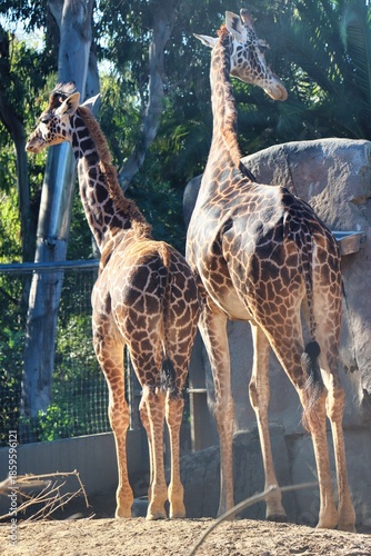 Photography Giraffes