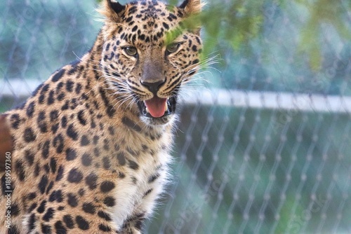 Photography Leopard