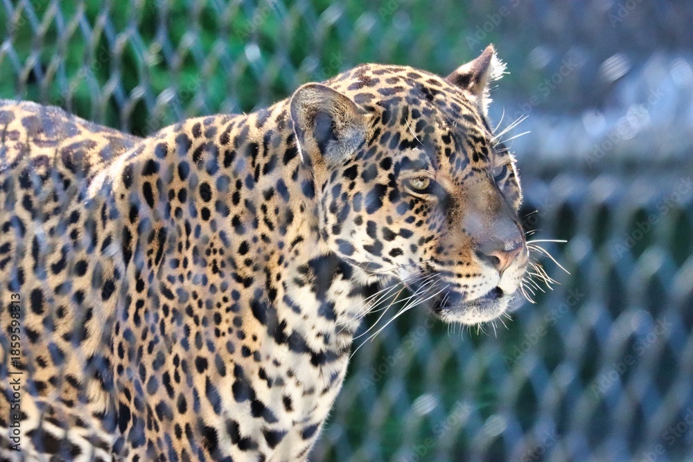 Obraz premium Leopard