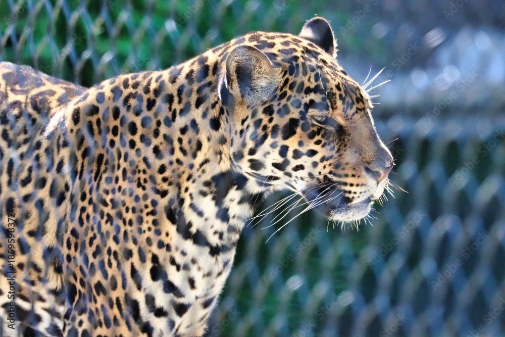 Obraz premium Leopard