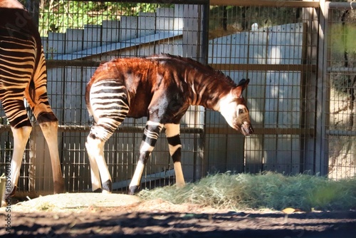 Antelope