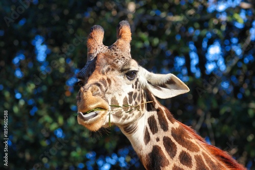 Photography Giraffes
