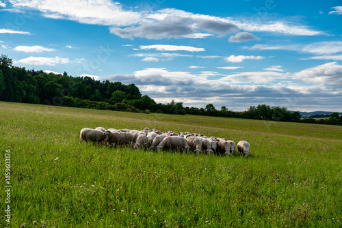Flock Of Sheep In Tranquil Meadow Landscape, Gentle Sheep Grazing Amidst Green Hills And Wildflower Blooms