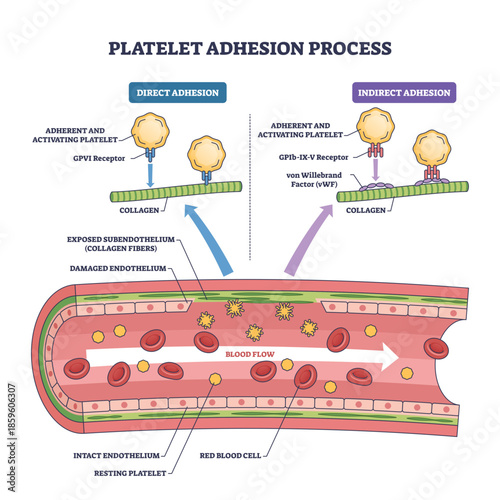 Platelet adhesion process diagram shows platelets binding to collagen via vWF in a damaged vessel, key objects, platelets, collagen, vWF, transparent background.