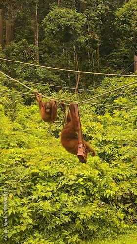 Orangutan mother and her baby having fun while playing on a rope at the Sepilok Orangutan Sanctuary in Borneo, Malaysia. Natural playful behavior of endangered primates