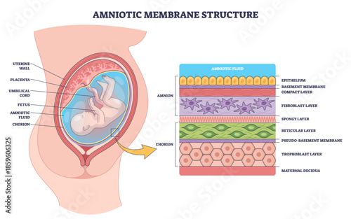 Amniotic membrane structure shows amnion, chorion, and fetus within amniotic fluid, explaining layered protection of pregnancy and key tissue anatomy, transparent background.