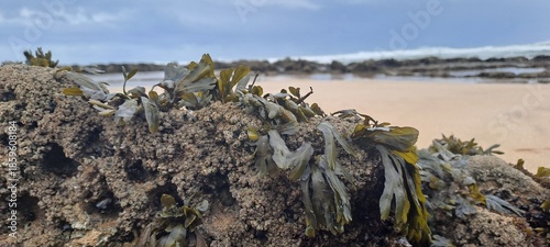 Seaweed and barnacles growing on coastal rocks