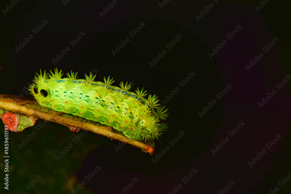 Fototapeta premium Some leaves with complex leaf vein patterns and a green insect called prickly moth larvae complement the wild landscape