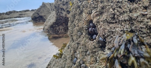 Tidepool marine life inhabiting intertidal zone rocks