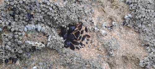 Barnacle and mussel shells clinging to coastal rock