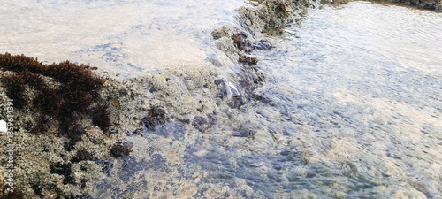 Water flowing over seaweed covered tidal rock