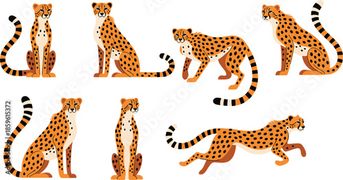 Set of cheetah characters in various poses including sitting standing and running featuring spotted fur patterns for African wildlife design isolated vector illustration
