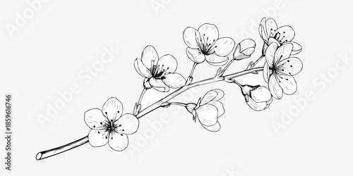 Delicate floral branch with blossoming flowers in a monochrome sketch style