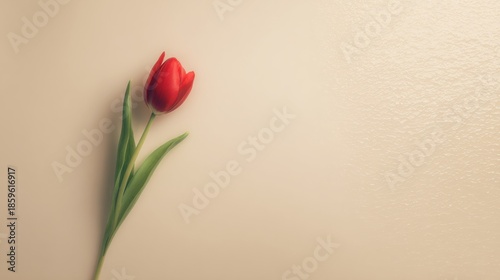 topdown. A single vibrant red tulip elegantly placed on a simple beige background in a minimalist style. gardening catalogs, home-decor guides, designed for gardening and botanical catalogs.