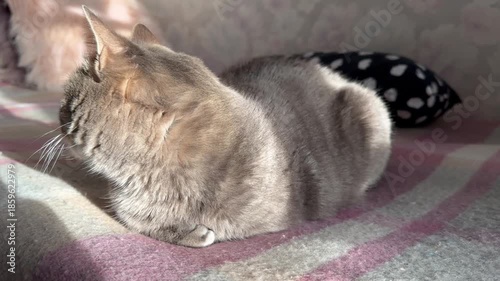 A cute grey tabby cat lies on a bed in the room. Close view. Beautiful and beloved she is. In sunbeams. Homely atmosphere. Love. Family. Home. For video presentation, advertising.