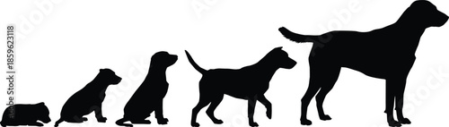 The evolutionary journey of a dog from a small puppy to a majestic adult