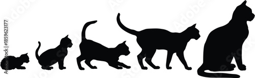 The fascinating evolution and growth stages of a domestic cat shown in striking silhouettes