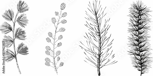 Detailed botanical illustration showcasing diverse arrangements of coniferous and herbaceous plant stems