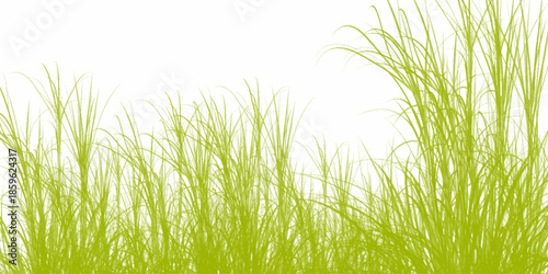 Green Grass Borders, Vector Illustration. Grass background. Selective focus. Closeup of green grass isolated on transparent background, can be used on different backgrounds. 3D render.