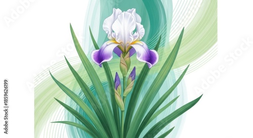 Beautiful white and purple iris flower with green leaves