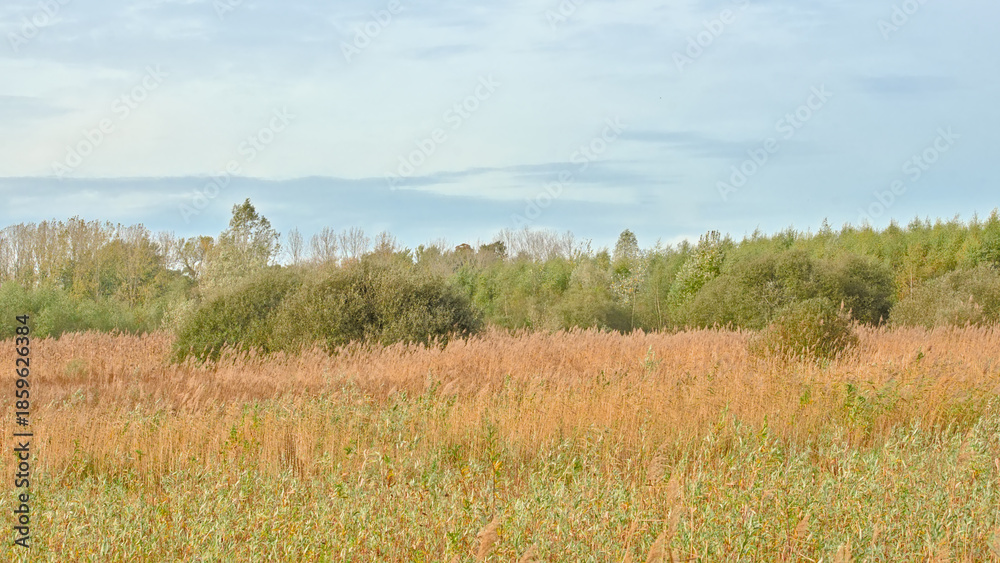 Obraz premium Wetland landscape with reed an willow trees in Gentbrugse Meersen nature reserve, Ghent, Flanders, Belgium 