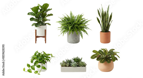 Group of six diverse potted houseplants arranged in a grid