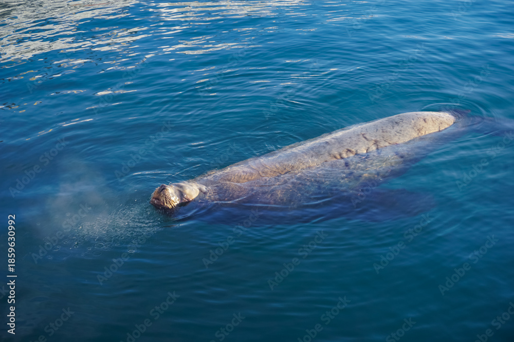 Fototapeta premium A sea lion off the coast